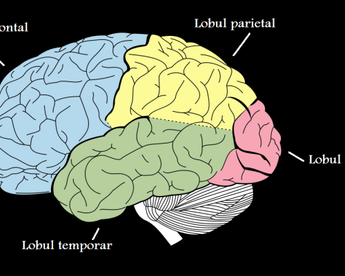 Ce sunt lobii cerebrali, care sunt functiile si caracteristicile lor
